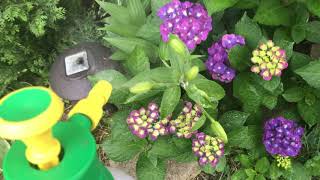 Spray- N- Grow and Bill's Perfect Fertilizer #foliarfeeding #sprayngrow  #plantfertilizer