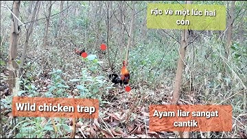 Bẫy gà rửng 2020 siêu nhanh siêu đỉnh Wild chicken trap