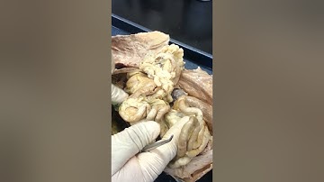 Respiratory and Digestive Cat Dissection Part 2