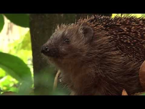 Video: Hoe Een Egel Zich Voorbereidt Op De Winter