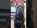 Cane Corso psychology tips #canecorso #dogpower #shortsfeed