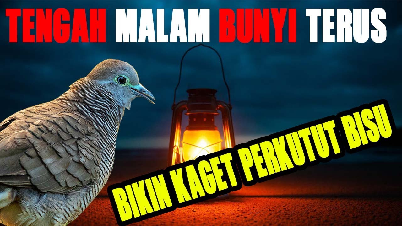 PERKUTUT LOKAL GACOR TERAPI MALAM HARI