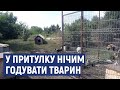 У бобринецькому притулку немає чим годувати бездомних тварин