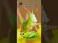 🦗 The Little Cricket / Mały Świerszcz / Sing with Us / Śpiewaj z Nami #shorts #kidseducation #song