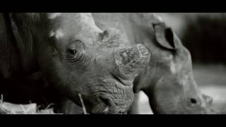 Richard van der Westhuizen - Renoster (Saam met Gerhard Steyn, Lochner de Kock,  en MD Greyling)