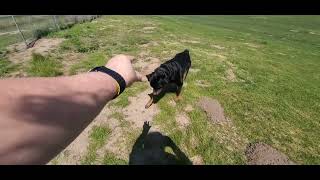 A Day at the Park by Macho the Rottweiler 230 views 1 year ago 7 minutes, 36 seconds
