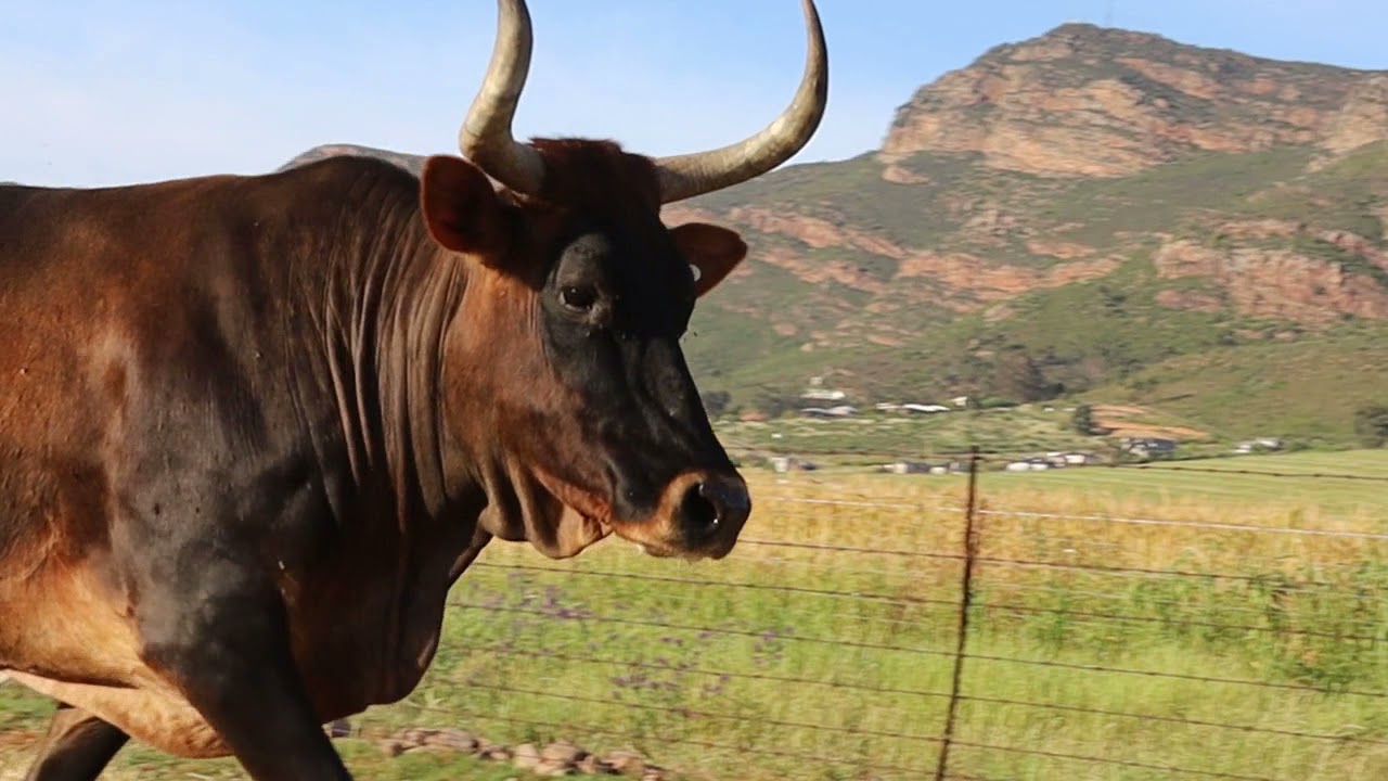 Regainer Nguni Auction Lot 31 - EX 05 51