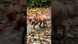 A red fox stealing a chicken