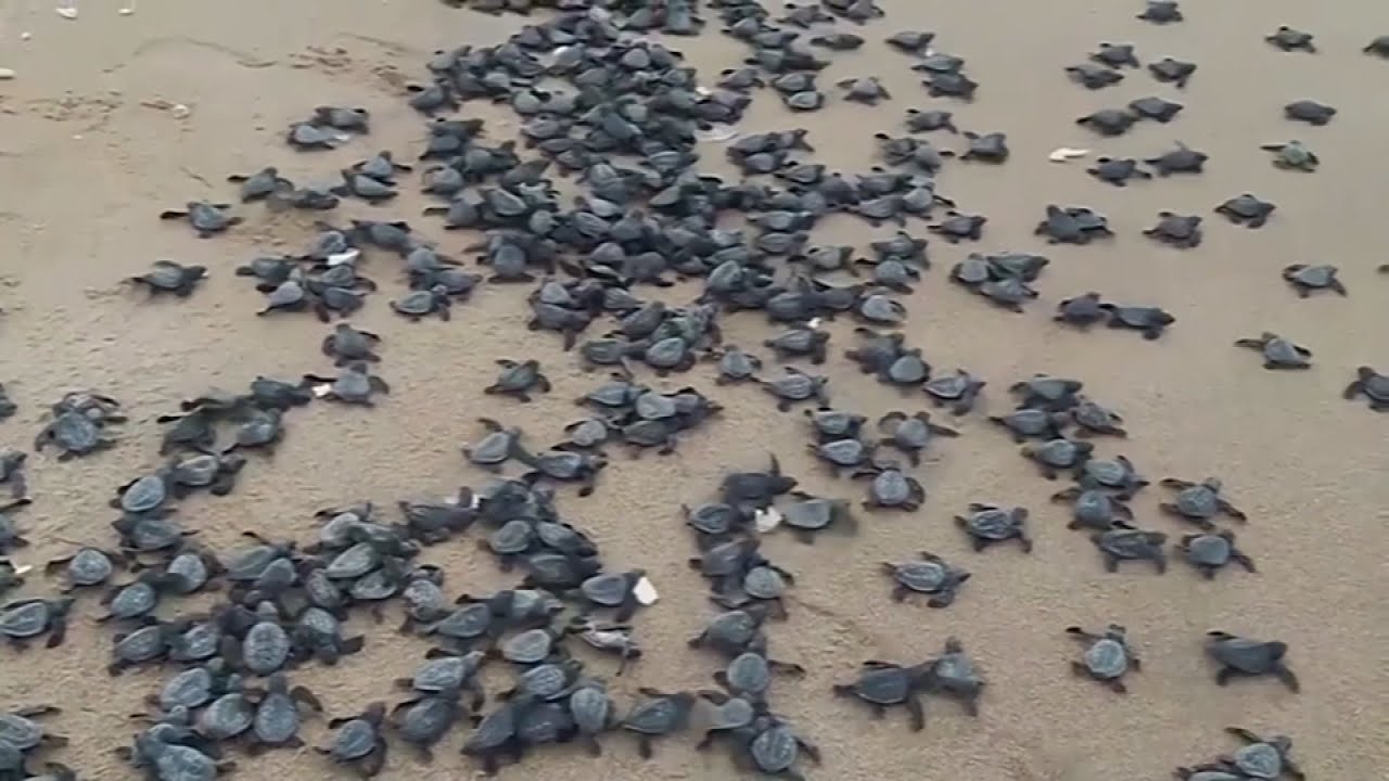 Millions baby turtles hatch on beaches YouTube