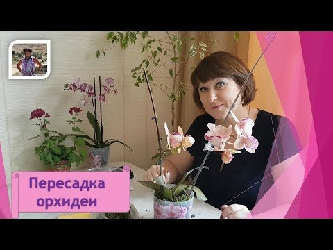 Как пересадить орхидею в домашних условиях? Легко и просто !!!