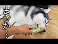 全くご飯を食べないハスキー犬にチュールを近づけてみた結果...