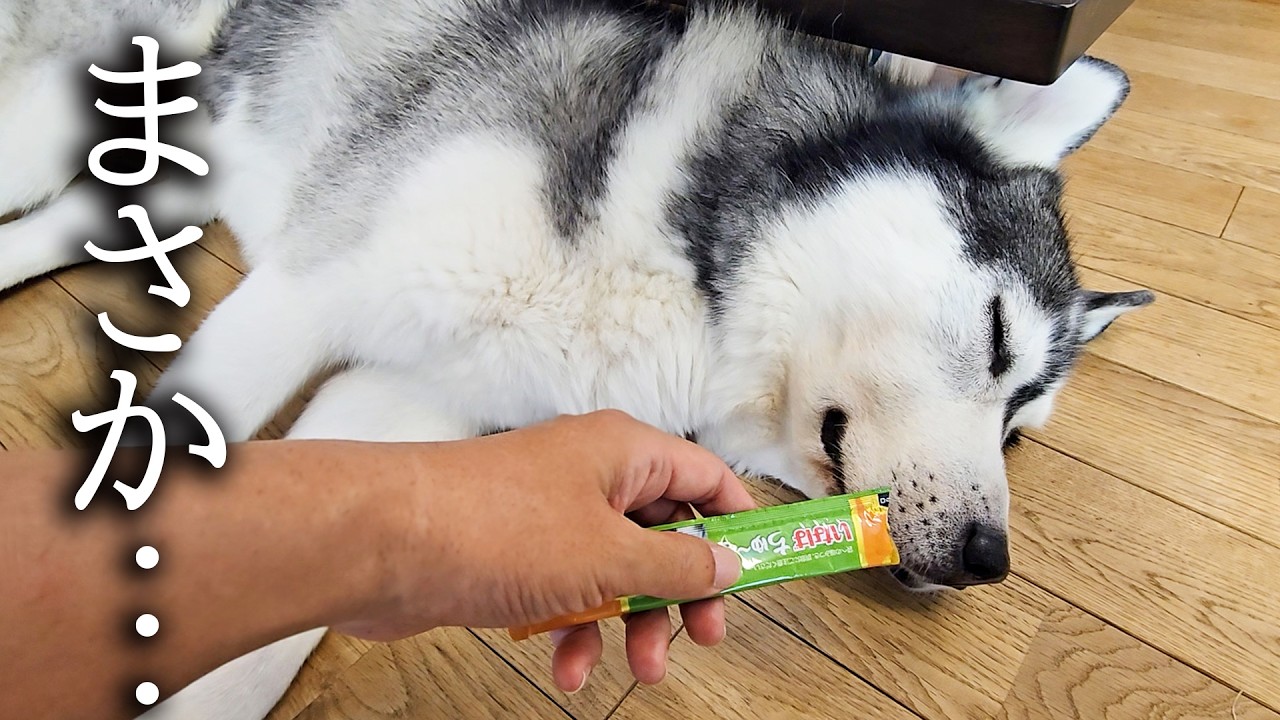 全くご飯を食べないハスキー犬にチュールを近づけてみた結果...