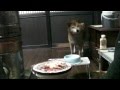 柴犬ジロー　焼き鳥で一杯　Shiba Inu