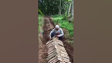 Cara Agar Bisa Panen Sayur daun singkong setiap hari #pertanian #tipsberkebun #petanimodern