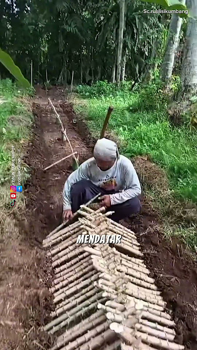 How to Harvest Cassava Leaves Every Day #agriculture #gardeningtips #modernfarmers