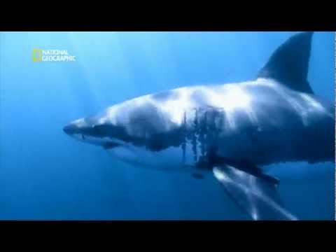 Los lucios que cogen a la pesca al lanzado primaveral las pescas