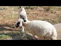Köpeklerden Koyuna Saldırı (Dehsetul Vahset)
