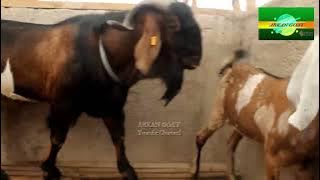 New Inspiration BIG MALE Goats | Anglo goat type Perfect Quality