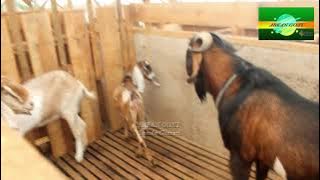 New Inspiration BIG MALE Goats | Anglo goat type Perfect Quality