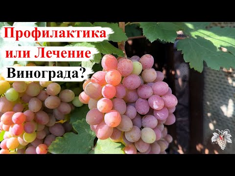 ПРОФИЛАКТИКА или ЛЕЧЕНИЕ