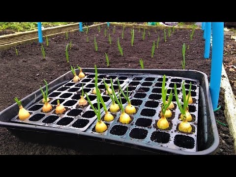 Video: When to harvest onions planted before winter in 2020