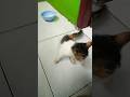Doing Kuchi Kuchi to my chihuahuas #cat #hiburansegar #kucinglucu #funny #cute