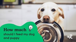 How Much Should I Feed My Dog? Tips, Charts & More