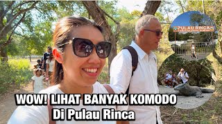 LABUAN BAJO #4: SEEING MANY KOMODO DRAGONS ON RINCA ISLAND