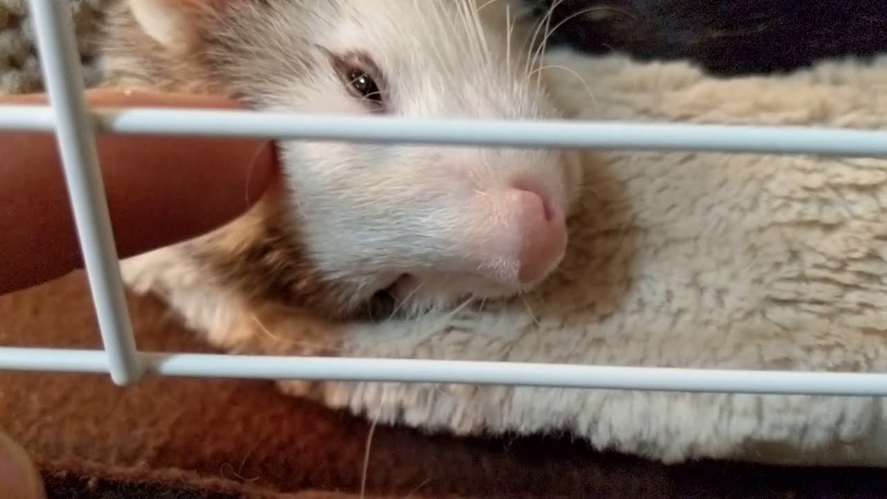 Adorable ferret making cute noises waking up YouTube