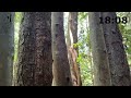 Stitch in Timer - Minnamurra Rainforest Walk - Budderoo National Park