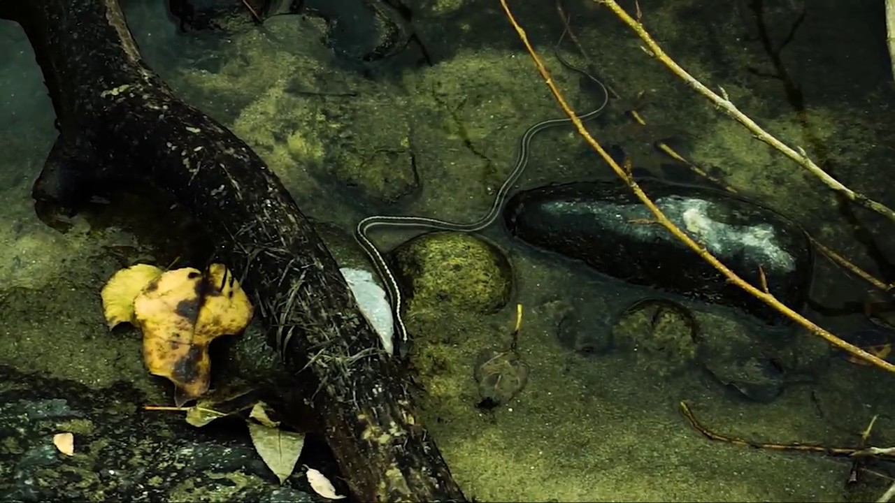 Fly fishing Idaho Fall 2018 Part 4 YouTube