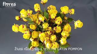 Žlutá Růže Trsová Yellow Latin Pompon - Florea.cz