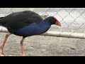 Pūkeko (Porphyrio melanotus)