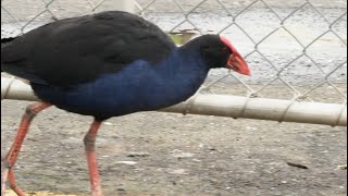 Pūkeko (Porphyrio Melanotus)