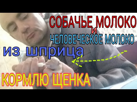 🙏СПАСЕНИЕ ГРУДНОГО🍼 ЩЕНКА🐕 / КОРМИЛ ЩЕНКА🍶 ВОДОЙ С МЕДОМ И ЧЕЛОВЕЧЕСКИМ КОРМОМ🍼 ДЛЯ ГРУДНИЧКОВ 🍼❗❗❗