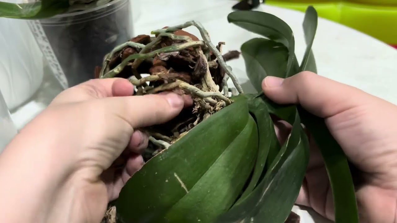 Пересадка орхидей в кору и мох из леса