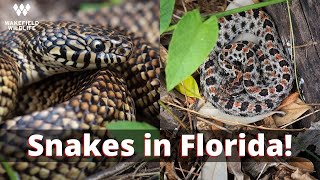 RECORD BREAKING Day of Pygmy Rattlesnakes!  PLUS finding a Brooks Kingsnake!  Herping Florida