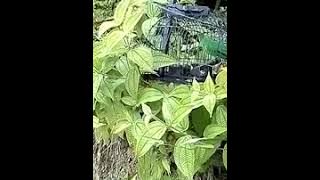 Burung hijau perak...