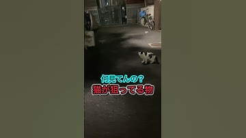 CATSねこanimal猫ネコが狙ってる物DB芸人ナッパ芸人元山梨住みます芸人ぴっかり高木 #cat #cats #猫 #ねこ #ネコ #ぴっかり高木 #ナッパ芸人 #動物 #animals