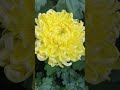 #chrysanthemum #chrysanthemumflower #guldaudiplant #guldaudiflower #flowers #garden #gardening