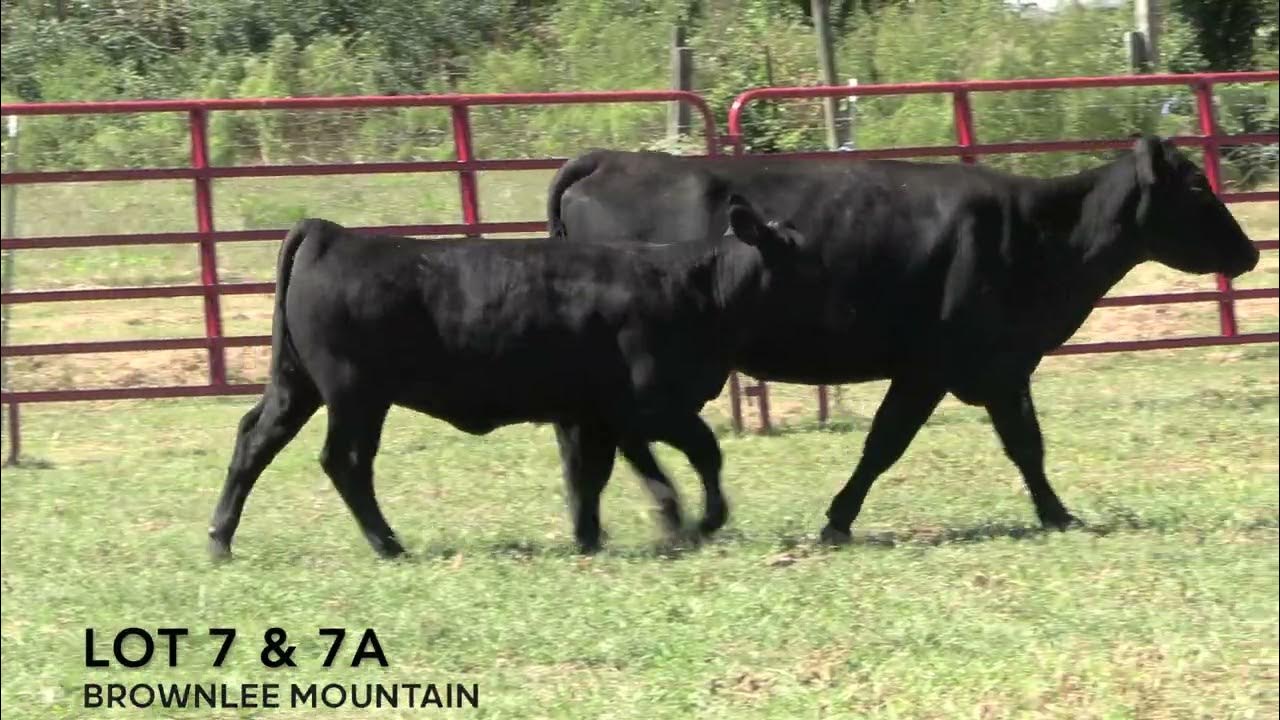 Brownlee Mountain Farm Lot 7 & 7A YouTube