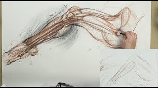 ANATOMY FOR ARTISTS: Lower Leg (and upper) Active Diagram