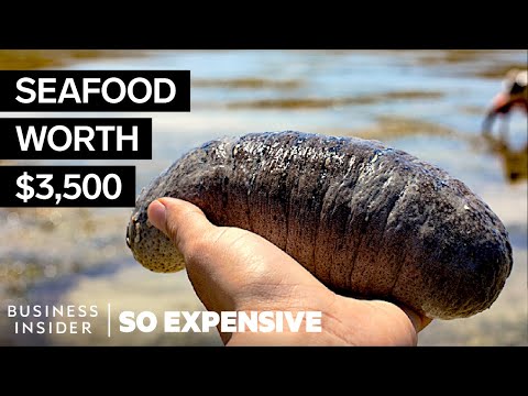 Video: Is Sea Cucumber Edible