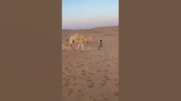 Camel Attacks Little Boy Wait For The End Shorts 
