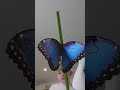 Blue Morpho butterfly