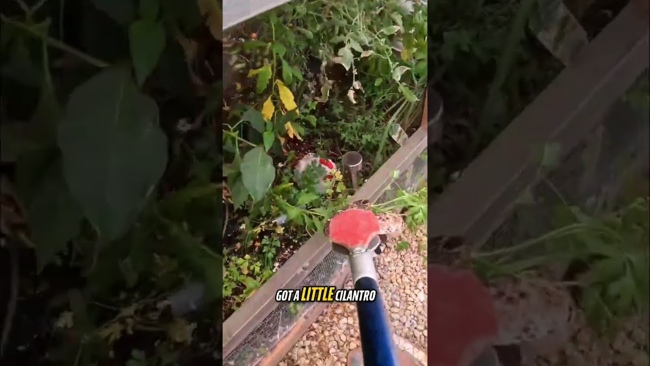 Rattlesnake in a garden