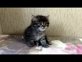 Сибирский котенок умывается перед сном и засыпает