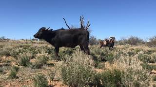 Buffalo, sheep and dog make unusual friends  Nandi has grown up!