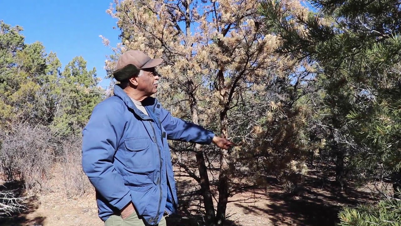 Preserve Willowtail's Ancient Forest