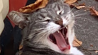 When You’re Feral & It’s Too Hot Outside… Cookie The Cat #Shorts